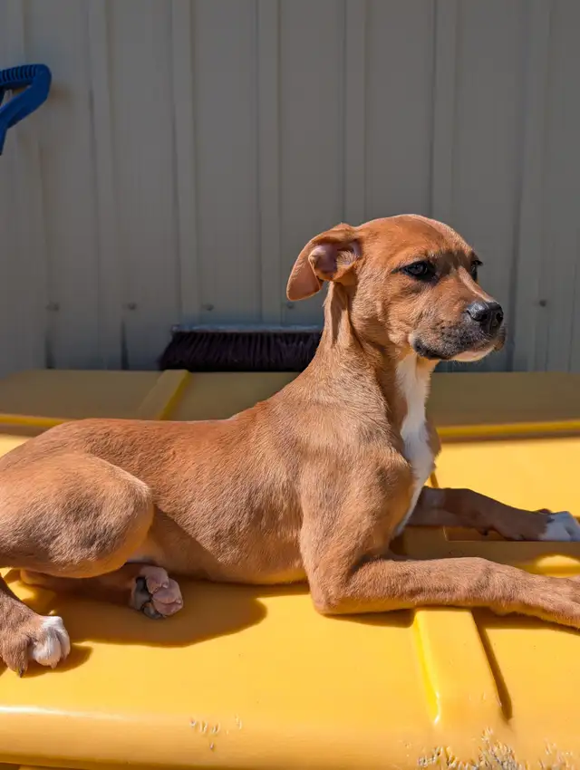 Jocelyn - Lab/Mastiff Pup Available for Adoption - Photo 4
