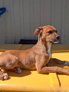 Jocelyn - Lab/Mastiff Pup Available for Adoption - Photo 4