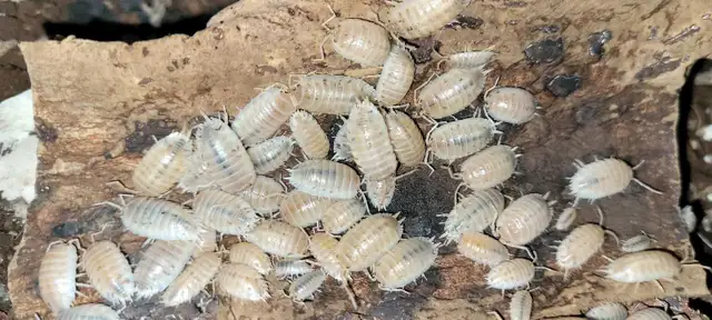 Isopods and Springtails