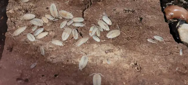 Isopods and Springtails - Photo 2