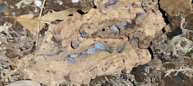 Isopods and Springtails - Photo 3