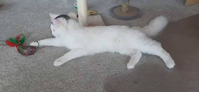 9 Month Old Kitten - Photo 2