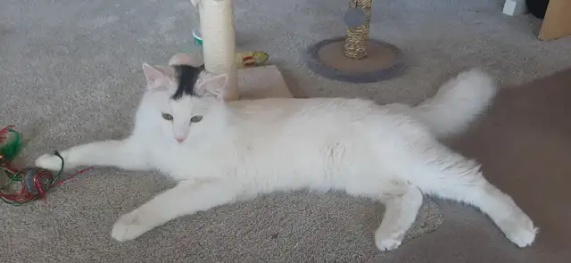 9 Month Old Kitten - Photo 3