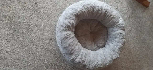 9 Month Old Kitten - Photo 4