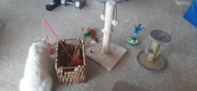 9 Month Old Kitten - Photo 5