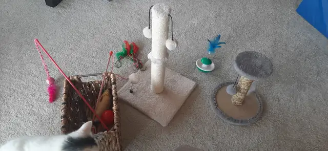 9 Month Old Kitten - Photo 6