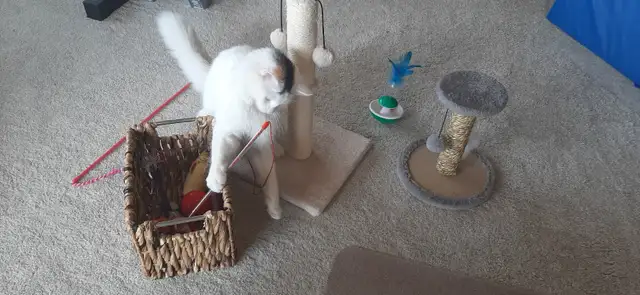 9 Month Old Kitten - Photo 7