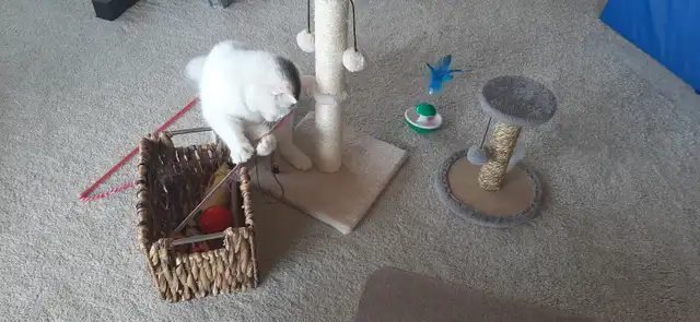 9 Month Old Kitten - Photo 8