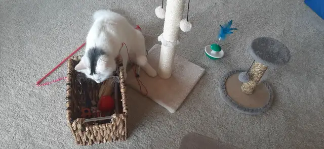 9 Month Old Kitten - Photo 9