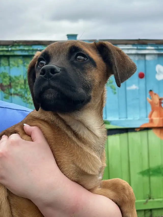 O'Hara - Lab/Mastiff Puppy Available for Adoption