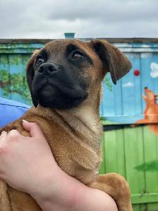 O'Hara - Lab/Mastiff Puppy Available for Adoption