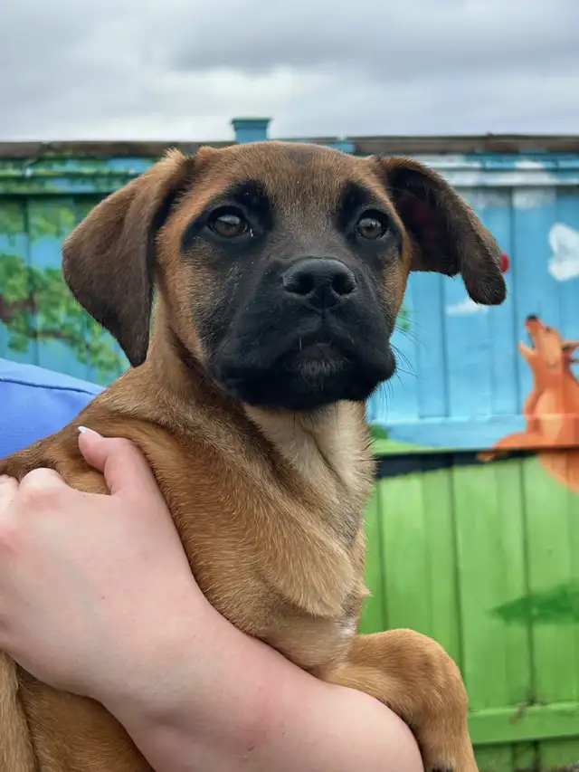 O'Hara - Lab/Mastiff Puppy Available for Adoption - Photo 2