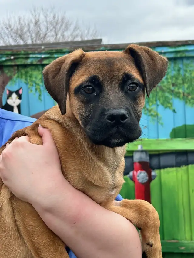 O'Hara - Lab/Mastiff Puppy Available for Adoption - Photo 3