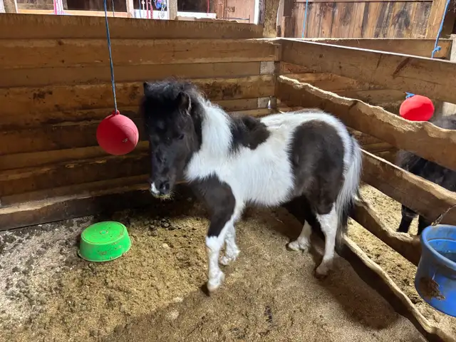 Miniature Horse