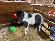 Miniature Horse