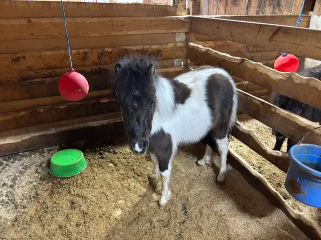 Miniature Horse - Photo 2