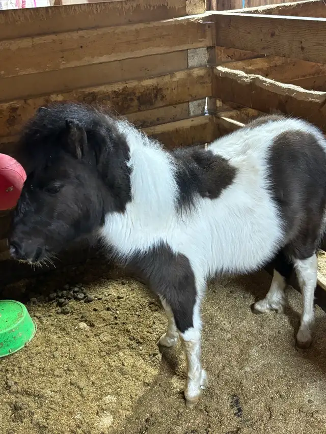 Miniature Horse - Photo 3