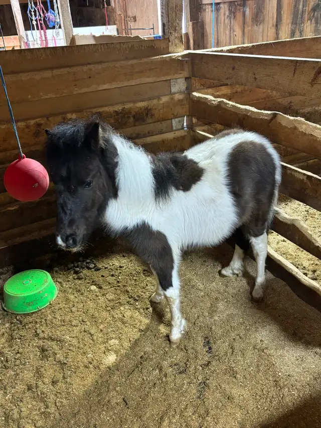 Miniature Horse - Photo 4