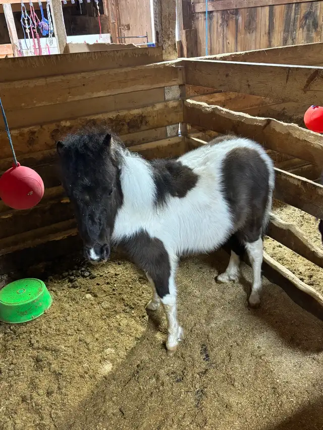 Miniature Horse - Photo 5