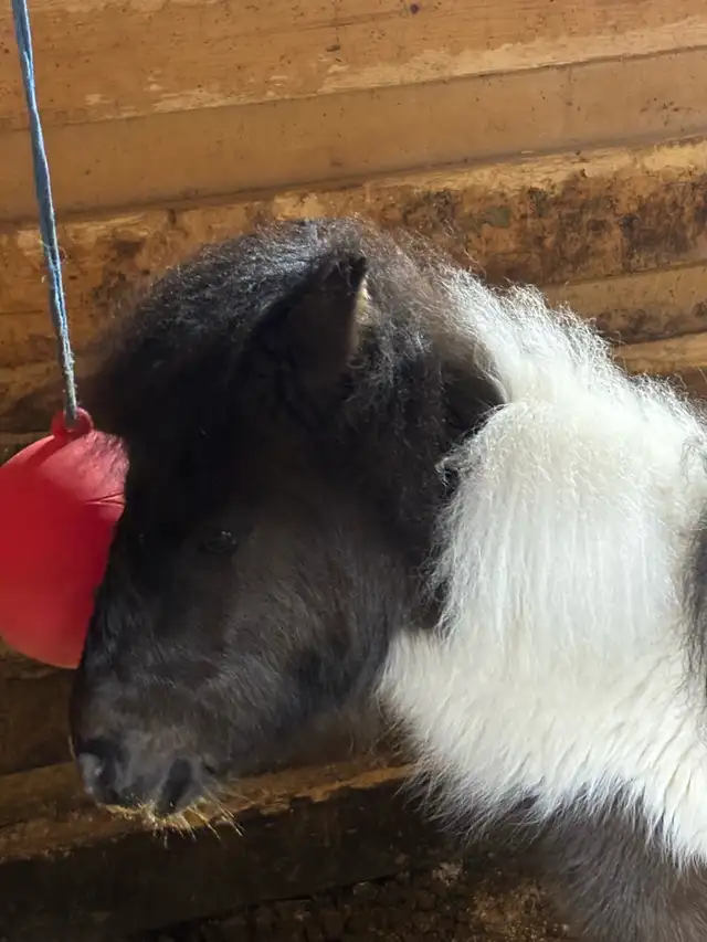 Miniature Horse - Photo 6