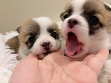 welsh corgi puppies ready to new home now