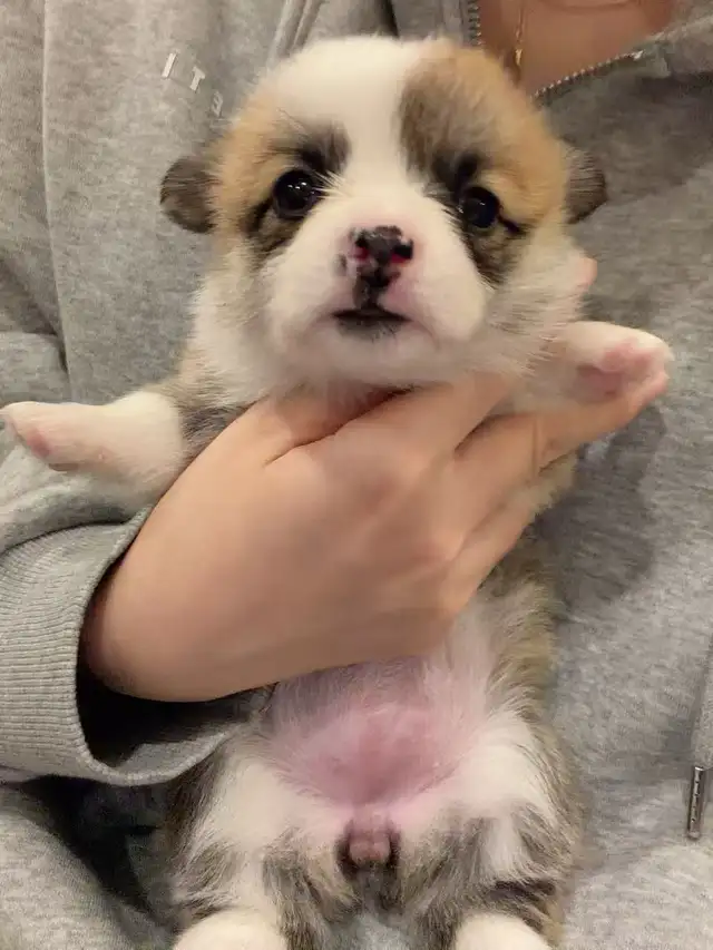welsh corgi puppies ready to new home now - Photo 2