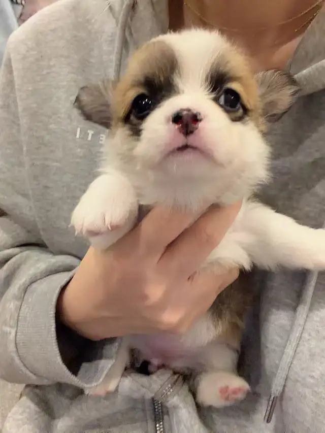 welsh corgi puppies ready to new home now - Photo 3