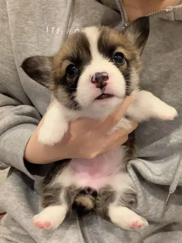 welsh corgi puppies ready to new home now - Photo 4