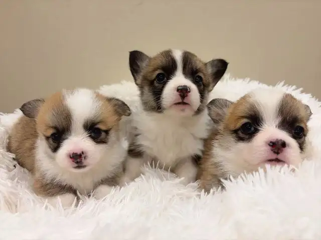welsh corgi puppies ready to new home now - Photo 5