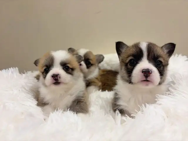 welsh corgi puppies ready to new home now - Photo 6