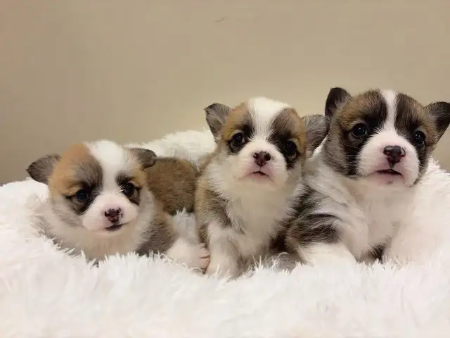 welsh corgi puppies ready to new home now - Photo 7