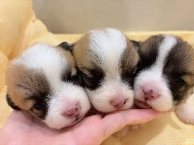 welsh corgi puppies ready to new home now - Photo 8