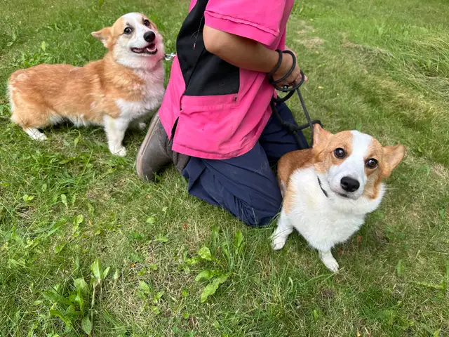 welsh corgi puppies ready to new home now - Photo 9