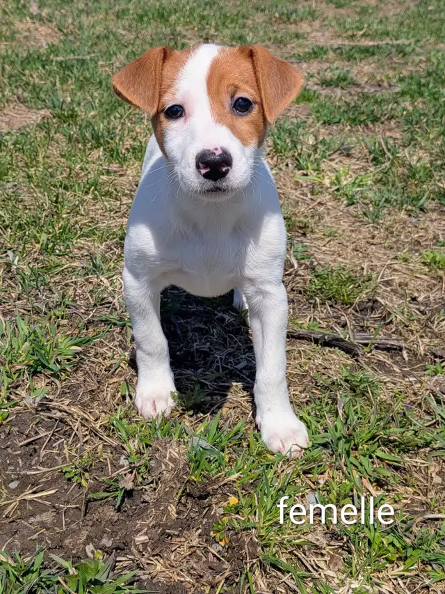 2 chiots Jack Russell