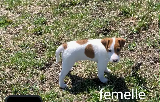 2 chiots Jack Russell - Photo 2