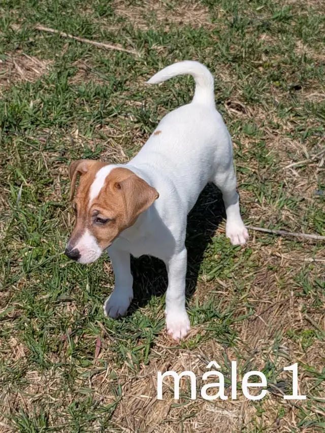 2 chiots Jack Russell - Photo 3
