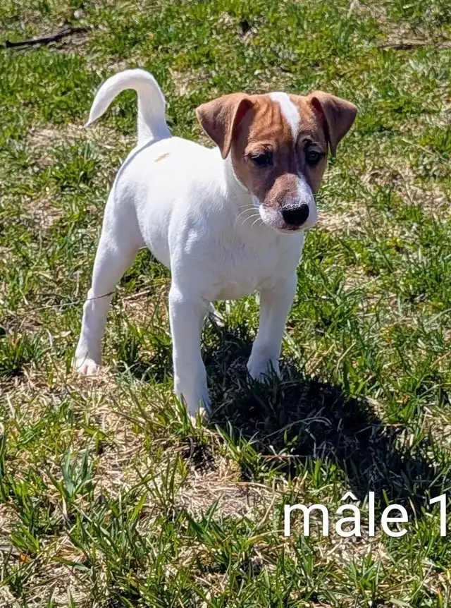 2 chiots Jack Russell - Photo 4