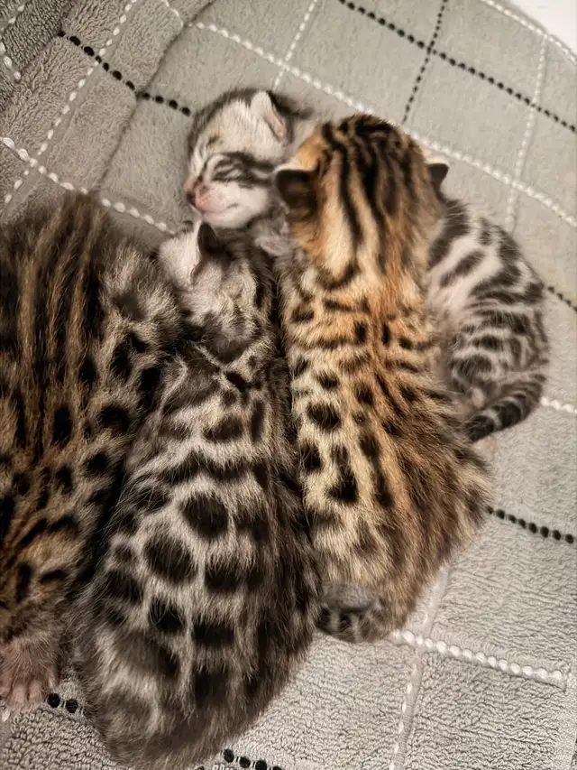 Bengal (enregistré TICA)