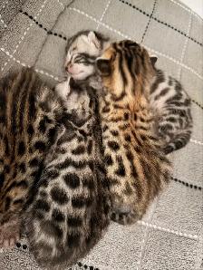 Bengal (enregistré TICA)