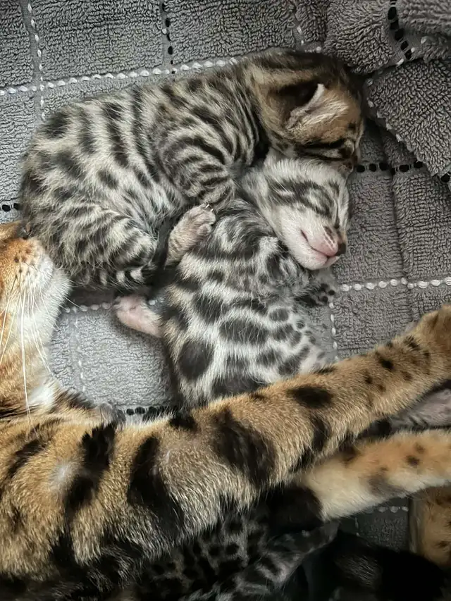 Bengal (enregistré TICA) - Photo 2