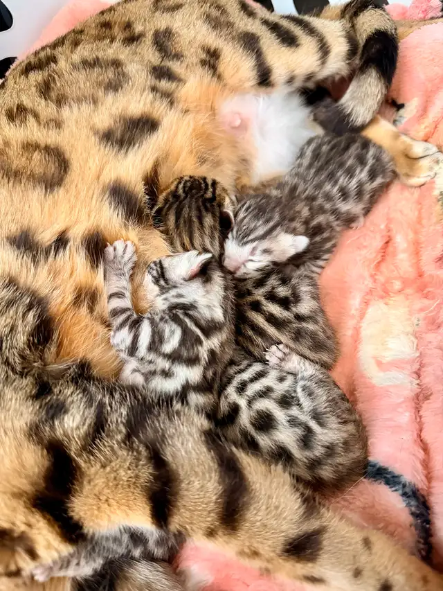 Bengal (enregistré TICA) - Photo 3