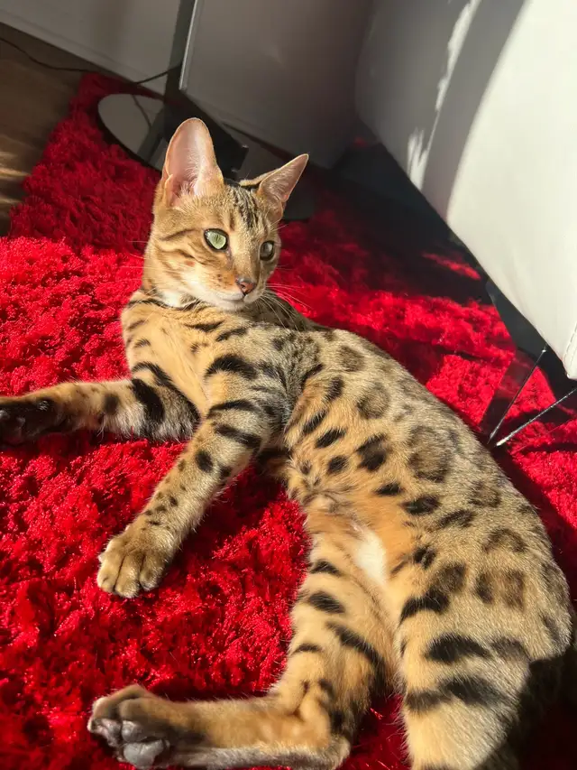 Bengal (enregistré TICA) - Photo 4