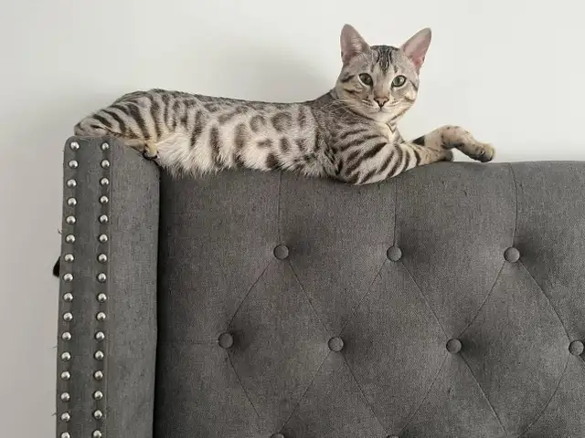 Bengal (enregistré TICA) - Photo 5