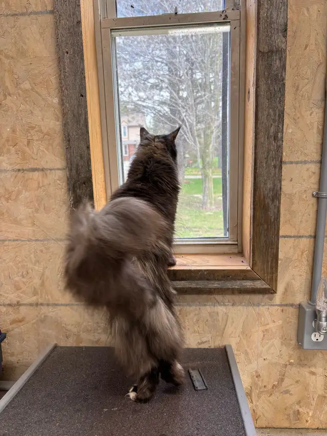 Maine Coon Cat - Photo 2