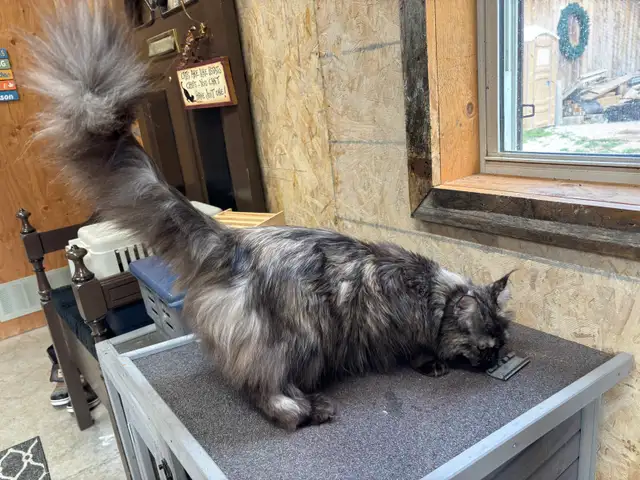 Maine Coon Cat - Photo 3