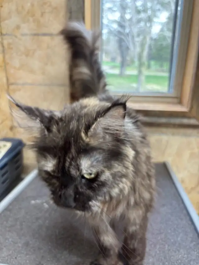 Maine Coon Cat - Photo 4