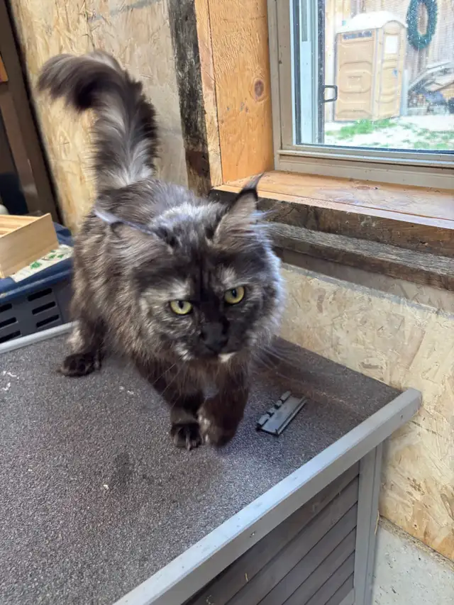 Maine Coon Cat - Photo 5