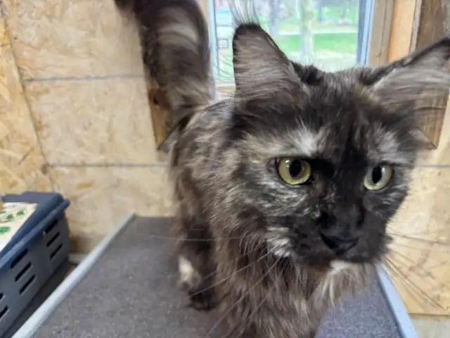 Maine Coon Cat - Photo 6