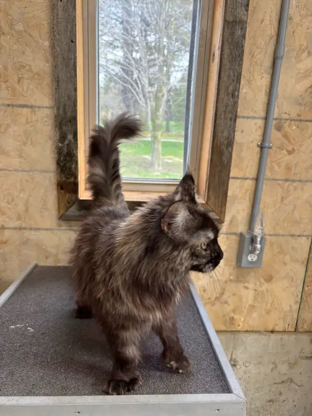 Maine Coon Cat - Photo 7