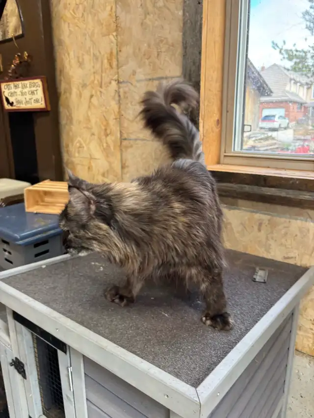 Maine Coon Cat - Photo 8